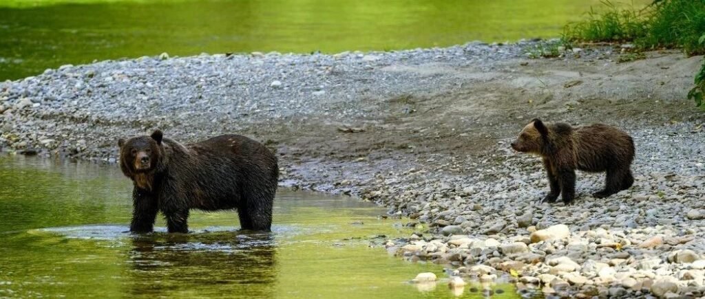 最后一团!大熊雨林6天5晚探秘之旅 | 温哥华进出,12以下小团~
